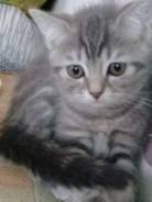 Шотландская прямоухая кошка.