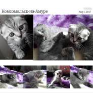 Шотландская вислоухая кошка.