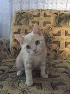 Шотландская прямоухая кошка.