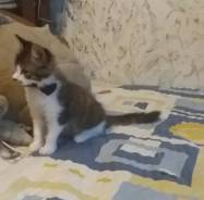 Котёнок-кот добрым людям в Дар!