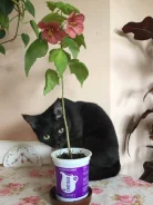��������.