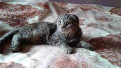 Шотландская вислоухая кошка.