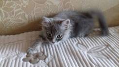 Отдам чудесного котёнка