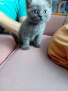 Шотландская прямоухая кошка.