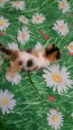 Котенок