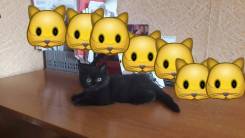 Британская короткошерстная кошка.