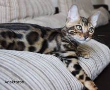 Бенгальская кошка.