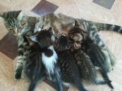 Самые замечательные котята ищут хозяев