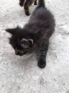 Кошки.