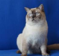 Шотландская прямоухая кошка.
