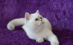 Шотландская прямоухая кошка.