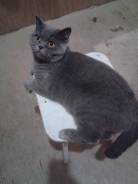 Шотландская прямоухая кошка.