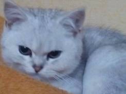 Британская кошка.