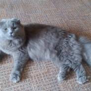 Шотландская вислоухая кошка.