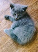 Кошки.