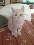 Шотландская кошка.