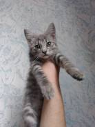 Кошки.