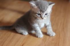 Шотландская кошка.