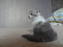 Шотландская вислоухая кошка.