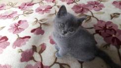 Британская кошка.