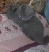 Шотландская кошка.