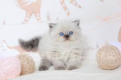 Британская длинношерстная кошка.