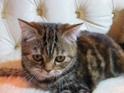 Шотландская прямоухая кошка.