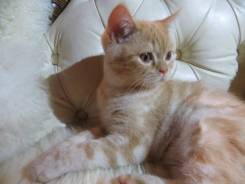 Шотландская прямоухая кошка.