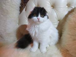 Шотландская вислоухая длинношерстная кошка.