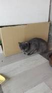 Шотландская прямоухая кошка.