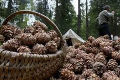 Шишкарь. Г. Дальнегорск Красноармейский район