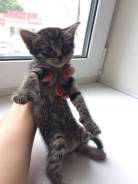 Кошки.