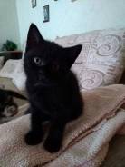 Шотландская кошка.