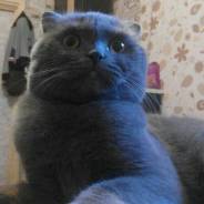 Британская кошка.