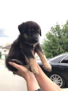 Щенки в добрые руки