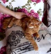 Кошки.