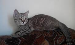 Шотландская прямоухая кошка.