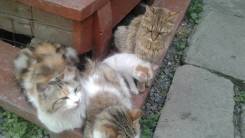 Отдаем в добрые руки котенка.