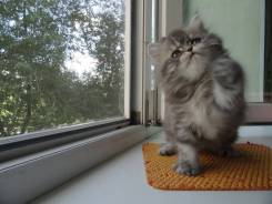 Персидская кошка.