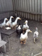 ����. ����