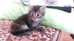 Котенок