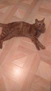 Кошки.