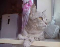 Кошки.