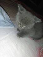 Британская кошка.