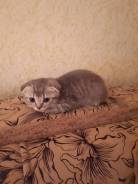 Шотландская вислоухая кошка.