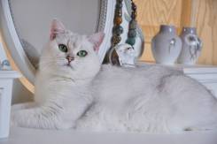 Британская кошка.