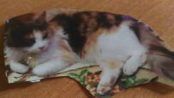 Кошки.