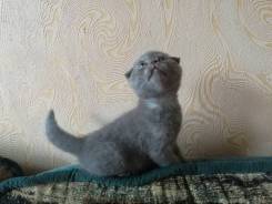 Шотландская вислоухая кошка.