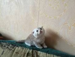 Шотландская вислоухая кошка.