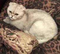 Шотландская вислоухая кошка.